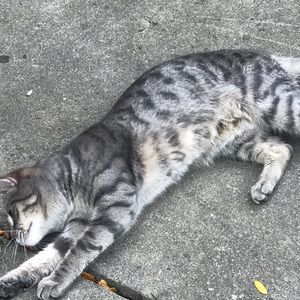 Meet your Posher, Adan